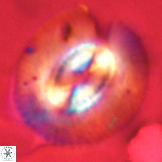 Coccolithus azorinus VR 02117