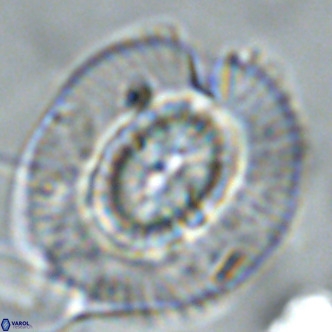 Coccolithus azorinus VR 02118