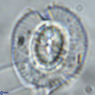 Coccolithus azorinus VR 02119