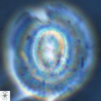 Coccolithus azorinus VR 02121