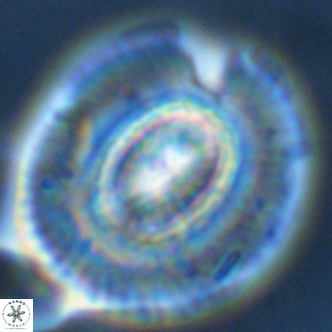 Coccolithus azorinus VR 02122