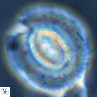 Coccolithus azorinus VR 02123