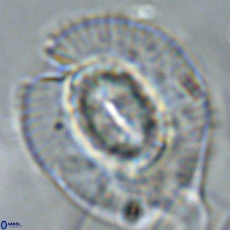 Coccolithus azorinus VR 02124