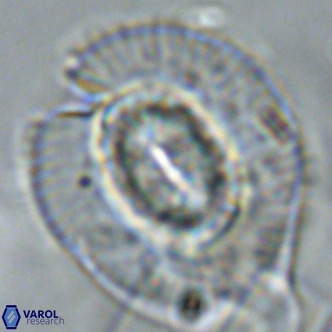 Coccolithus azorinus VR 02124