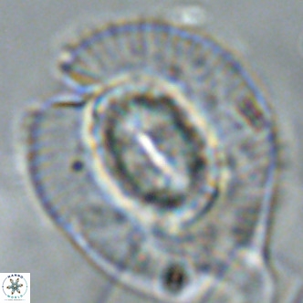 Coccolithus azorinus VR 02124