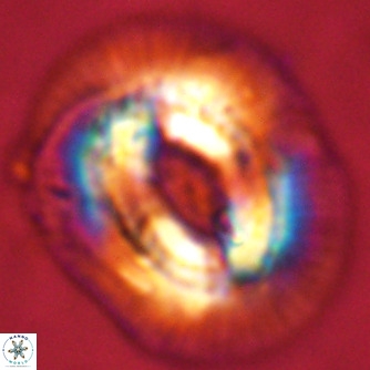 Coccolithus azorinus VR 02207