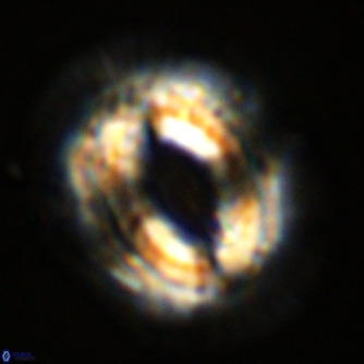 Coccolithus azorinus VR 02208