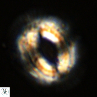 Coccolithus azorinus VR 02208