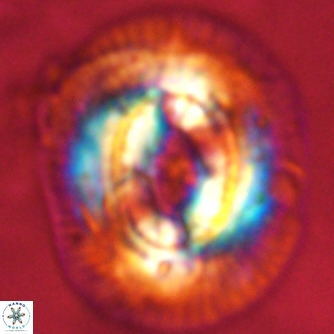Coccolithus azorinus VR 02211