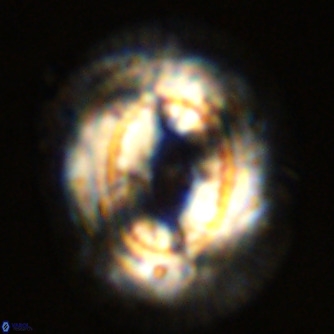 Coccolithus azorinus VR 02212