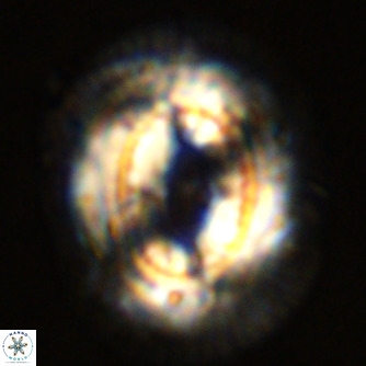 Coccolithus azorinus VR 02212