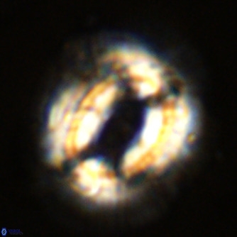 Coccolithus azorinus VR 02213