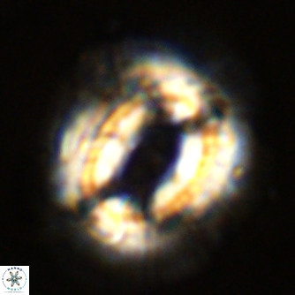 Coccolithus azorinus VR 02213