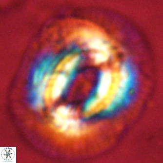 Coccolithus azorinus VR 02214