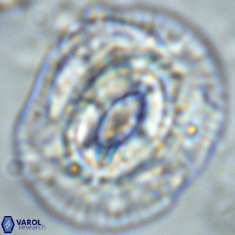 Coccolithus azorinus VR 02215