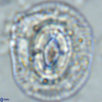 Coccolithus azorinus VR 02216