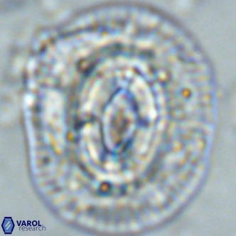 Coccolithus azorinus VR 02216