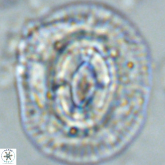 Coccolithus azorinus VR 02216