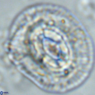 Coccolithus azorinus VR 02217