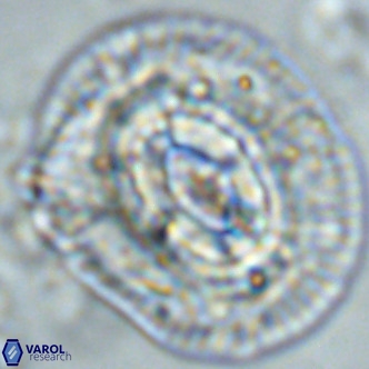 Coccolithus azorinus VR 02217