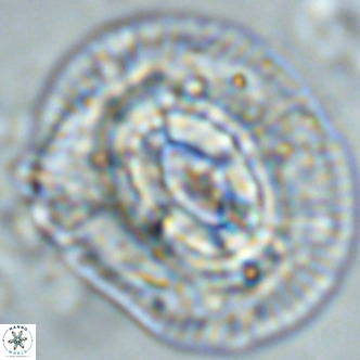 Coccolithus azorinus VR 02217