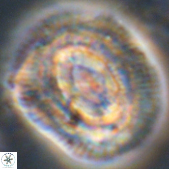 Coccolithus azorinus VR 02218