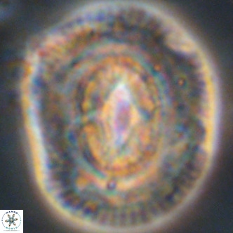 Coccolithus azorinus VR 02219