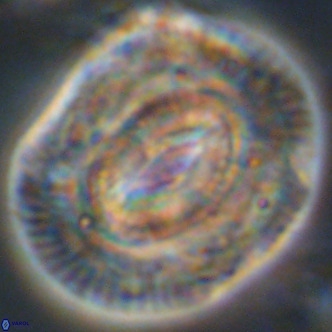 Coccolithus azorinus VR 02220