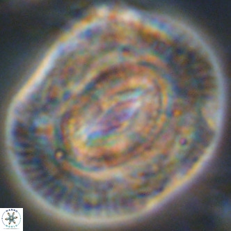 Coccolithus azorinus VR 02220