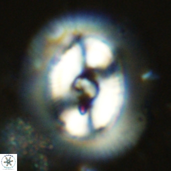 Coccolithus azorinus VR 10695
