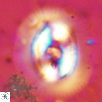 Coccolithus azorinus VR 10698