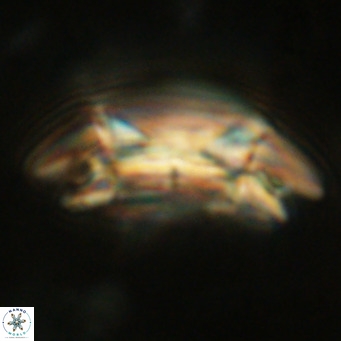 Coccolithus azorinus VR 10798