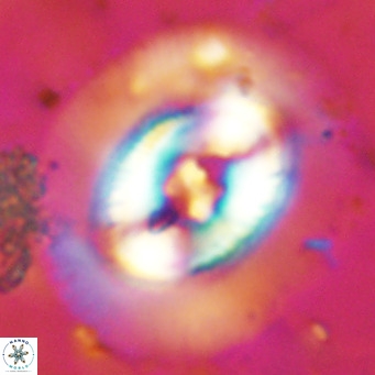 Coccolithus azorinus VR 10700