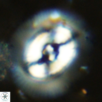 Coccolithus azorinus VR 10701