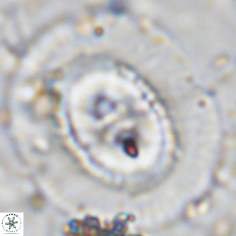 Coccolithus azorinus VR 10706