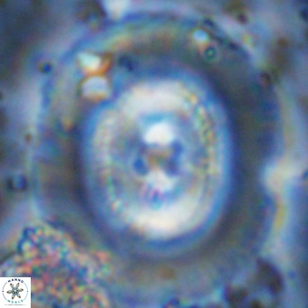 Coccolithus azorinus VR 10708