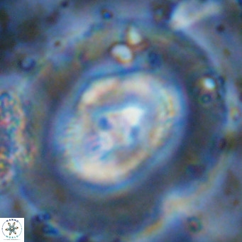 Coccolithus azorinus VR 10710