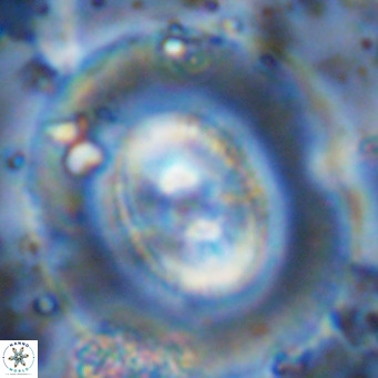Coccolithus azorinus VR 10714
