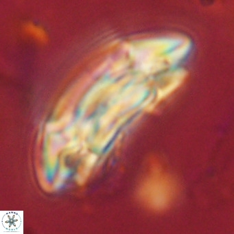 Coccolithus azorinus VR 10802