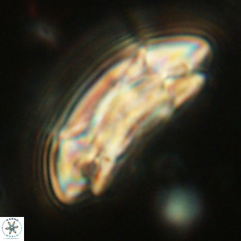 Coccolithus azorinus VR 10804