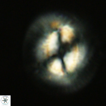 Coccolithus azorinus VR 10808