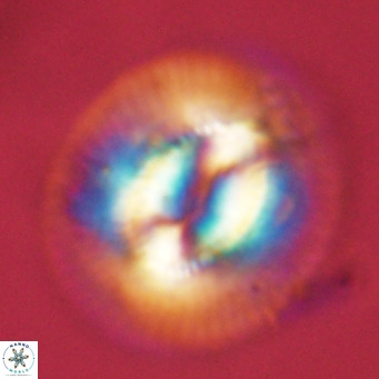Coccolithus azorinus VR 10813