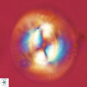 Coccolithus azorinus VR 10814