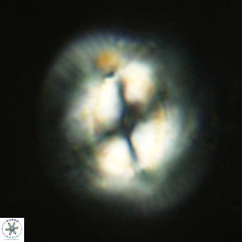 Coccolithus azorinus VR 10816