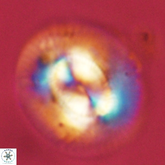 Coccolithus azorinus VR 10817