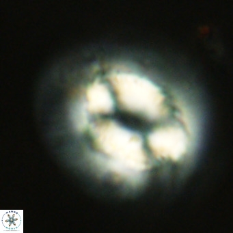 Coccolithus azorinus VR 10818