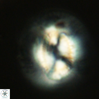 Coccolithus azorinus VR 10825