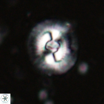 Coccolithus biparteoperculata VR 025526