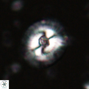 Coccolithus biparteoperculata VR 025529
