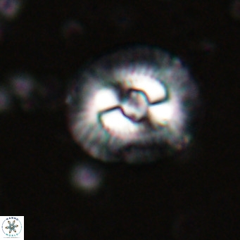 Coccolithus biparteoperculata VR 025530